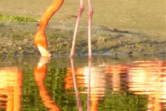 Flamingo-Pool-