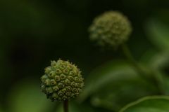 Korean-dogwood-