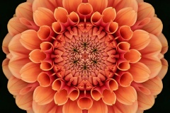 Dahlia Delight_3450-C1-Mx6