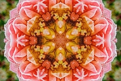 4846 rose20hdr_mirrorlab
