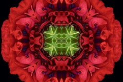 poppy mirror 22jan tpc