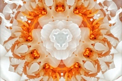 1559 paeony mirror tpc