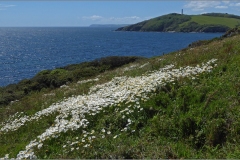 01-Near-The-Gribben-South-Cornwall