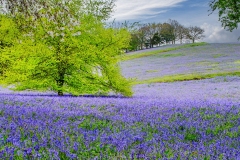 02-Carpeted-with-Bluebells