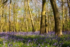 12-Bluebell-Woods