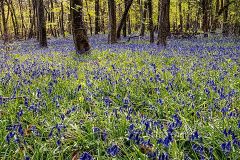 15-Bluebell-Woods-