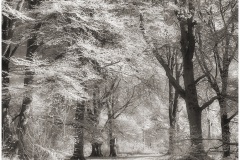 Forest-Glade