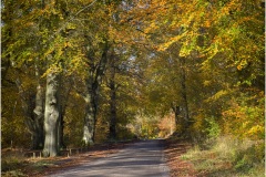 Forest-Road