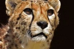 6.-Christine-Morgan-Cheetah