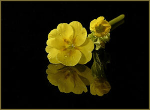 Div 1-1st- Primula Reflection-Barbara Gibbons