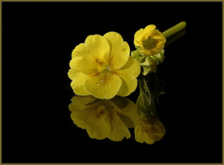Div 1-1st- Primula Reflection-Barbara Gibbons