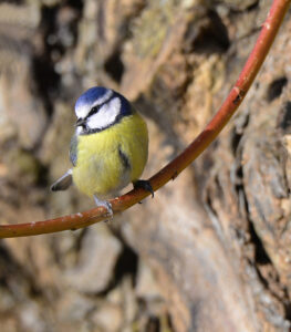 Div 1-C-Blue Tit - Brad Collett