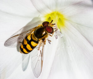 Div-1-C-Hover fly-Mike Smith