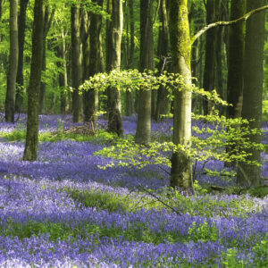 Div 2-3rd-Beech and Bells - David Gamm