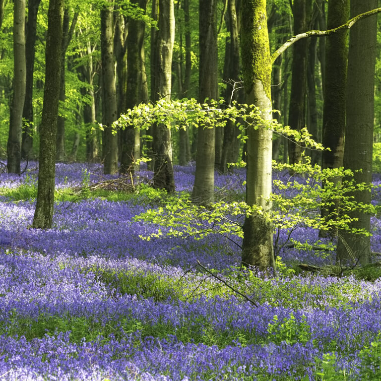 Div 2-3rd-Beech and Bells - David Gamm