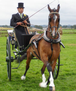 14 Points - Pony and Trap-Don Grundell