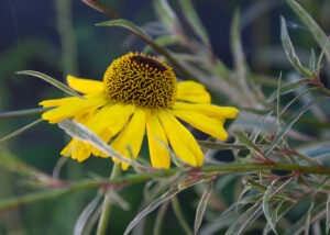 16 Points -Yellow - Don Grundell 2