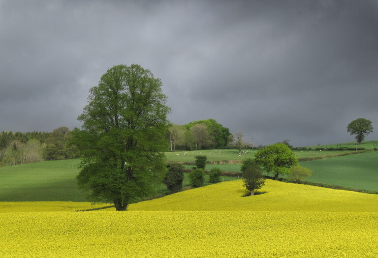 C - Shropshire_Field-Don Grundell