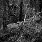 Div 1-2nd-Clinging to the Edge-Elizabeth Restall ARPS