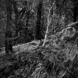 Div 1-2nd-Clinging to the Edge-Elizabeth Restall ARPS