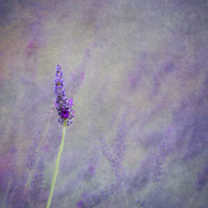 Div 1-1st-lavender - Elizabeth Restall ARPS