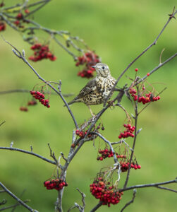 Div 1-HC-Song Thrush-Brad Collett