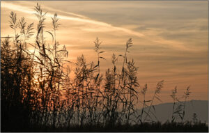 Div 1-HC- Sunset at Purton-Brian Wetton