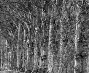Div 2- 1st- Chavenage Trees-David Gamm