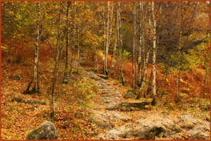 Div 2 -C-Invitation to a walk-Claire Haines