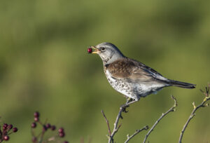 Div 1 - 2nd- Fieldfare Feeding- Brad Collett