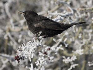 Div 1-HC- Blackbird Food Hunting on Frosty Morning-Brad Collett