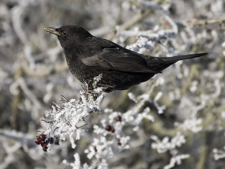 Div 1-HC- Blackbird Food Hunting on Frosty Morning-Brad Collett