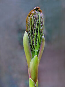 Div 2 -3rd- leaf bud-Lucretia Bowen