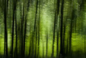 Div 2-C- Mysterious woods-Diana Baker