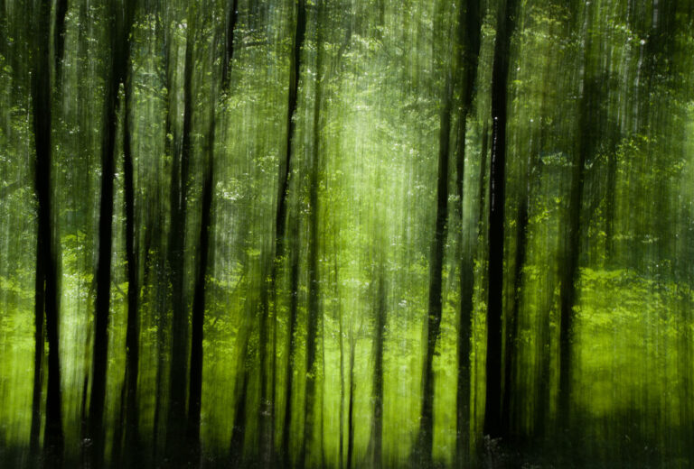 Div 2-C- Mysterious woods-Diana Baker