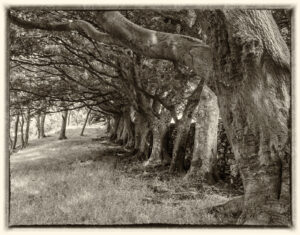 Div 2 -C-Row of Old Trees-George Ryske