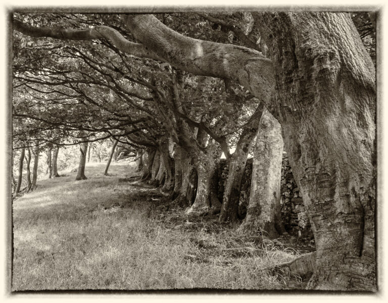 Div 2 -C-Row of Old Trees-George Ryske