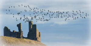 Div 2- HC - Geese over Dunstanburgh castle. Steve Deniell