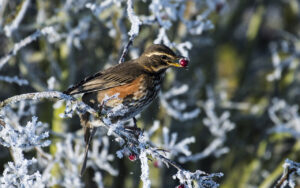 Div 1-C- Redwing Feeding on Hawthorn- Brad Collett