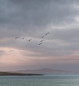 3rd Flying West -Elizabeth Restall ARPS