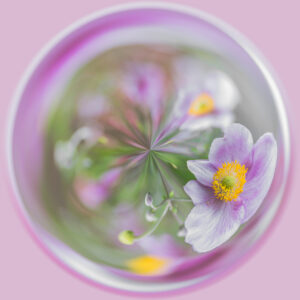 Div 1-HC -Japanese-Anemone-Elizabeth Restall ARPS