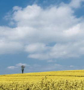 3rd place - Lone Tree in a Field of Rape- Elizabeth Restall ARPS