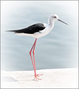 D1-1st- Indian Wader-Brian Wetton