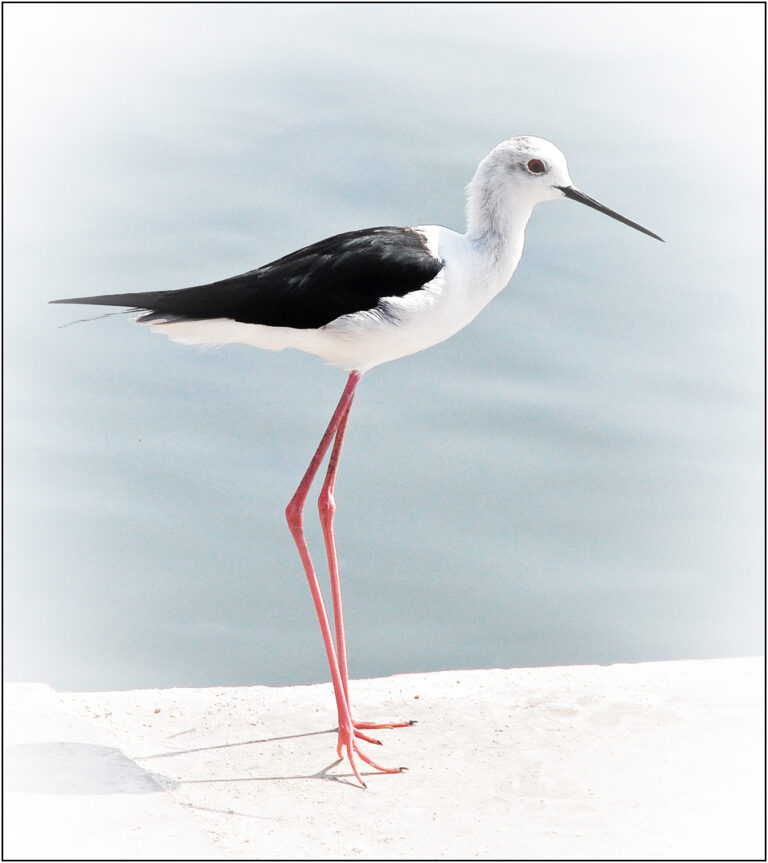 D1-1st- Indian Wader-Brian Wetton