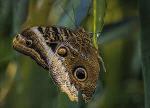 D1-2nd- Pale Owl Butterfly - Barry Wilson
