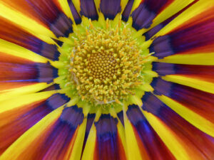 D2-1st- A beautiful corolla of colour From a Gazania flower-Andrew Daniels