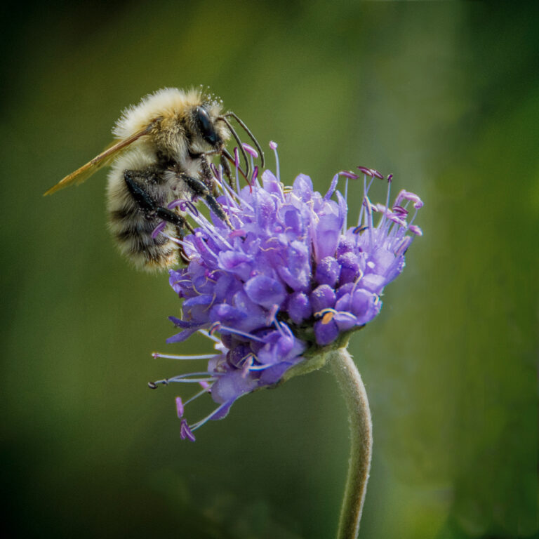 D2-3rd- Bee on Scabious-George Ryske