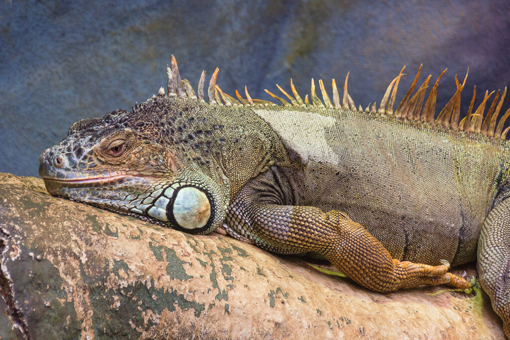 2nd - 19 Points-George The Iguana. David Bishop