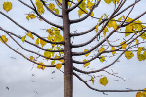 13 Points - The Last Leaves of Autumn- Elizabeth Restall ARPS