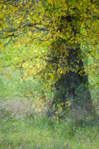 14 points -Golden Light at the Edge of the Wood-Elizabeth Restall ARPS